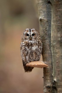 Tawny owl (Strix aluco) adult bird on a Bracket fungi on a Silver birch tree trunk in a woodland in