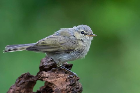Common Chiffchaff (Phylloscopus collybita), Lower Saxony, Germany