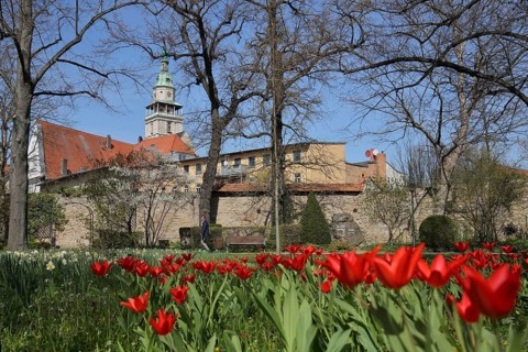Historic city wall and spa park with red tulips in spring, St. Bonifacius market church, Bad