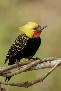 Blond-crested Woodpecker (Celeus flavescens) perched on a branch in the Atlantic Rainforest Region