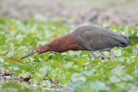 Rufescent Tiger Heron (Tigrisoma lineatum) foraging, Pantanal, Brazil