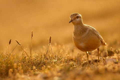 Eurasian Dotterel (Charadrius morinellus), Asturias, Spain