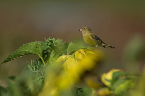 European greenfinch (Chloris chloris) adult male bird on a Sunflower flower seedhead in summer,