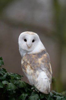 Barn owl (Tyto alba) adult bird of prey on a tree branch, England, United Kingdom