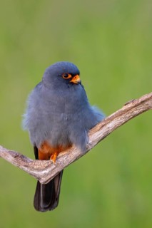 Red-footed Falcon, (Falco vespertinu), perching station, falcon family, Tower Hide, Tiszaalpár,