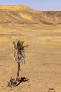A solitary palm tree in a barren desert landscape under a clear sky with sand dunes in the