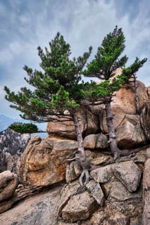 Rock with pine trees in cloudy weather. Seoraksan National Park, South Korea