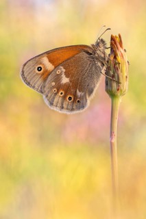 Das Große Wiesenvögelchen (Coenonympha tullia), auch als Großer Heufalter oder Moor-Wiesenvögelchen