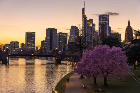 The ornamental cherries on the banks of the Main are blooming in front of Frankfurt's banking