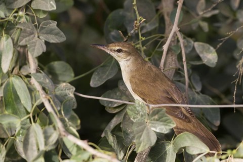 Clamorous Reed Warbler (Acrocephalus stentoreus brunnescens), Oman