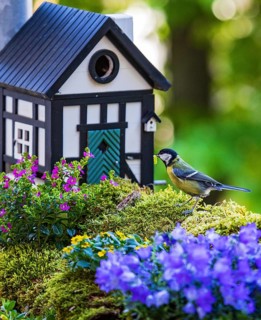 Great Tit (Parus major) at a bird house with a caterpillar in its beak, Baden-Wuerttemberg, Germany