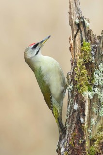 Grey-headed woodpecker (Picus canus), male sitting on a tree stump overgrown with moss and lichen,