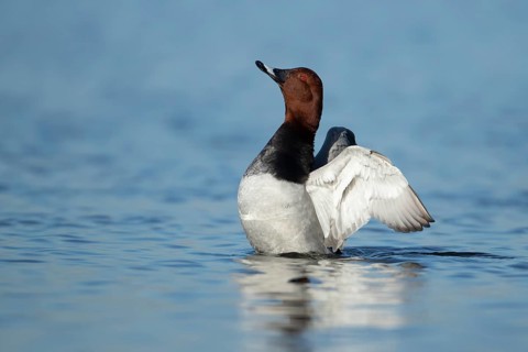 Common pochard (Aythya ferina) adult male duck stretching its wings on a lake, England, United