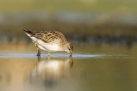 Sharp-tailed Sandpiper (Calidris acuminata), Victoria, Australia