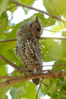 African Scops Owl (Otus senegalensis), Kruger National Park, South Africa