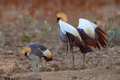 Crowned Crane (Balearica regulorum) and Worthog searching food South Luangwa NP Zambia August