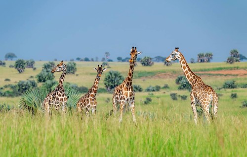 Rothschild's giraffes (Giraffa camelopardalis rothschildi) in green grass, Murchison Falls National