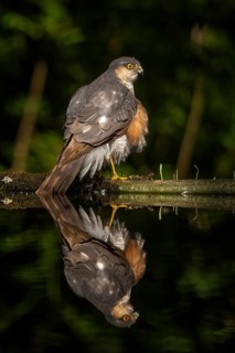 Eurasian Sparrowhawk (Accipiter nisus) at waterhole, Kiskunsag National Park, Hungary