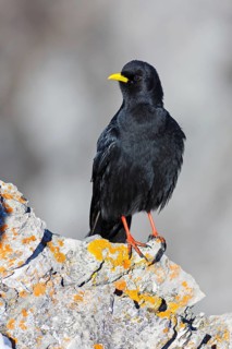 Alpine Chough (Pyrrhocorax graculus), Valais, Switzerland