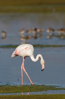 Greater Flamingo (Phoenicopterus roseus) foraging in shallow water, Greece