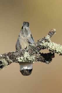 Pygmy Nuthatch (Sitta pygmaea), Oregon, USA