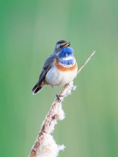 Bluethroat (Luscinia svecica cyanecula) male singing from cattail, Netherlands