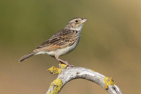Horsfield's Bush Lark (Mirafra javanica) perched on a branch, Victoria, Australia
