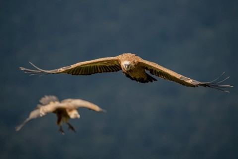 Griffon vulture (Gyps fulvus), approaching, Pyrenees, Spain