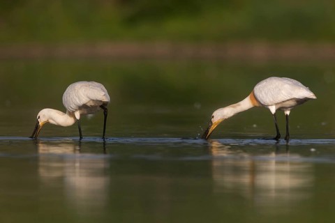 Eurasian Spoonbill (Platalea leucorodia) foraging, Saxony, Germany