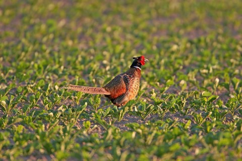 Pheasant (Phasianus colchicus), Faisan de Colchide, Faisan de chasse, Faisán Vulgar, Bad Dürkheim