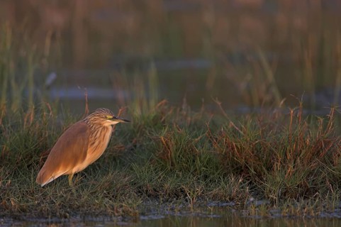 Squacco Heron (Ardeola ralloides), Lesvos, Greece