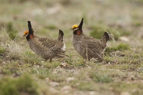Lesser Prairie Chicken (Tympanuchus pallidicinctus) male, New Mexico, USA