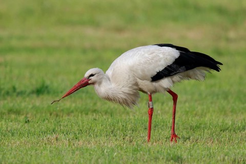 White Stork (Ciconia ciconia) eating earthworm, North Rhine-Westphalia, Germany