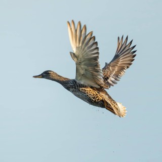 Gadwall (Mareca strepera), female in flight, Lower Saxony, Germany
