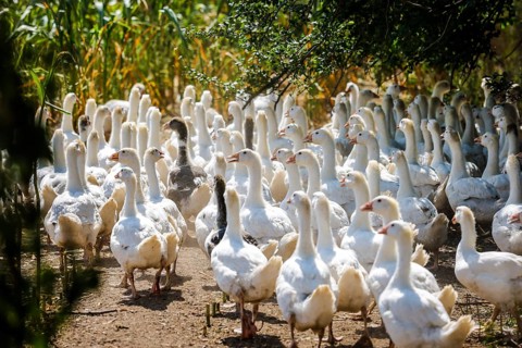 Wittichenau, Oberlausitz, Saxony, Germany - Geese in the maize field, animals on the family-run