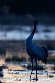 Common crane (Grus grus), Hornborga, Sweden