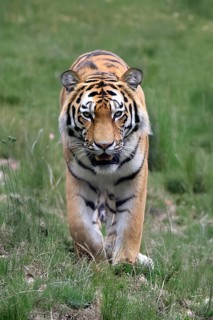 Siberian tiger (Panthera tigris altaica), adult, male, running, stalking, alert