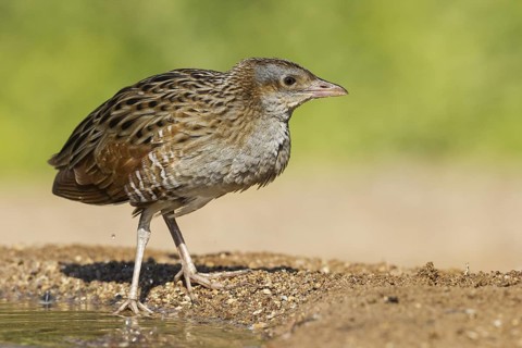 Corn Crake (Crex crex), Eilat, Israel