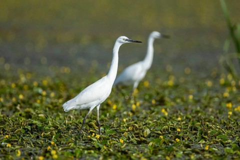 Little Egret (Egretta garzetta) Hungary