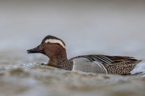 Garganey (Spatula querquedula) male, Schleswig-Holstein, Germany
