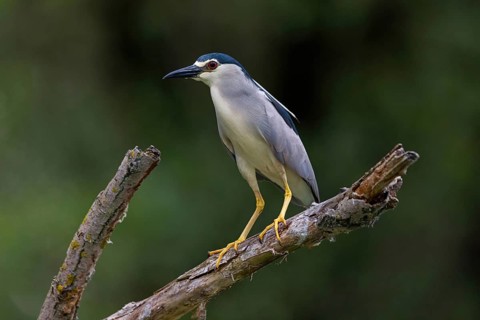Black-crowned black crowned night heron (Nycticorax nycticorax), Bihoreau gris, HÈron bihoreau,