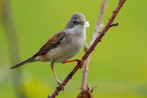 Common Whitethroat (Sylvia communis) male perched on a branch, North Rhine-Westphalia, Germany