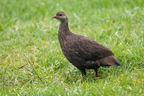 Cape Francolin (Pternistis capensis), adult, running, foraging, Karoo Desert Botanic Garden,
