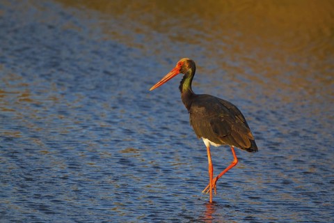 Black Stork (Ciconia nigra) foraging, Greece