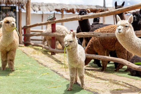 Alpaca and Llama Farm, near Cusco, Peru