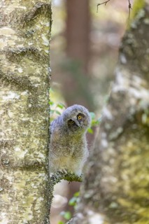 One young long-eared owl (Asio otus), sitting on a branch of a tree. Green vegetation in the