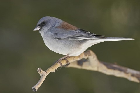 Grey-headed Junco (Junco hyemalis caniceps), New Mexico, USA