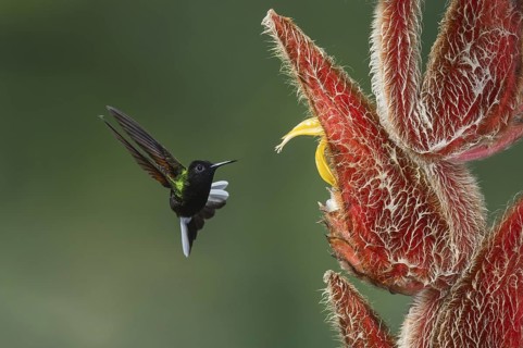 Black-bellied Hummingbird (Eupherusa nigriventris), Costa Rica