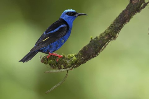 Red-legged Honeycreeper (Cyanerpes cyaneus) male, Costa Rica