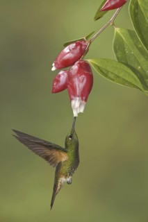 Buff-tailed Coronet (Boissonneaua flavescens), Ecuador